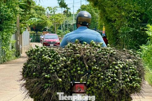 Cau rớt giá thảm hại vì thương lái Trung Quốc bất ngờ 'quay xe'