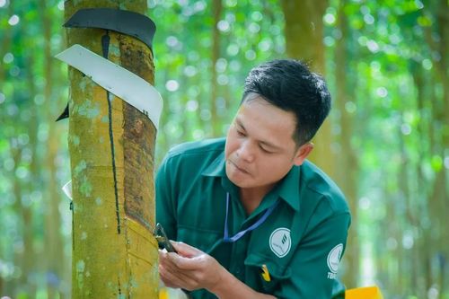 VRG vượt kế hoạch lợi nhuận năm 2025 ngay sau 9 tháng – Dấu ấn 96 năm bản lĩnh ngành Cao su Việt Nam