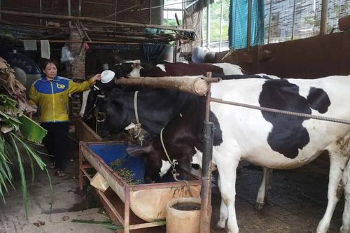 Dân nuôi bò sữa tại Phú Thọ 'cầu cứu' vì doanh nghiệp chấm dứt thu mua sữa nguyên liệu