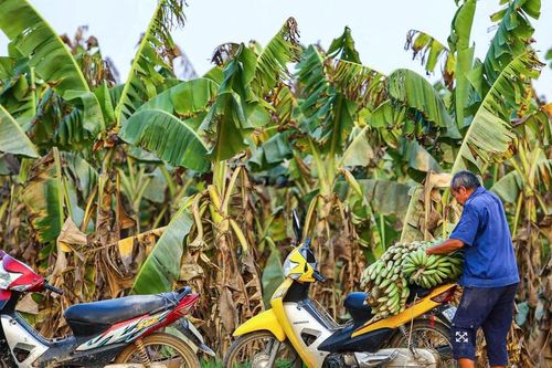 Hàng trăm hecta chuối ven sông Hồng ngả vàng, gãy đổ: Nông dân Mê Linh thiệt hại tiền tỷ