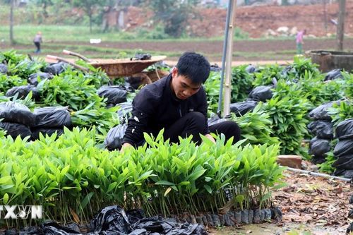 Tuyên Quang vượt chỉ tiêu trồng rừng, phát huy lợi thế kinh tế lâm nghiệp