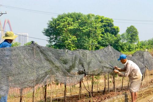 Xác xơ vùng trồng hoa Tết Thủ đô, nông dân gắng gượng vớt vát 'tài sản'