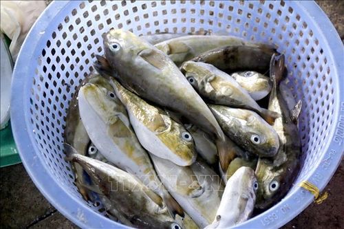 Khuyến cáo người dân tuyệt đối không ăn cá nóc để phòng ngộ độc