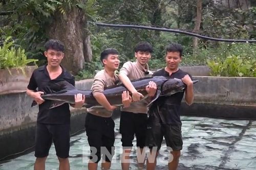 Cá tầm 'khổng lồ' 50 kg Lai Châu gây chú ý tại Tuần lễ Nông sản Việt 2025