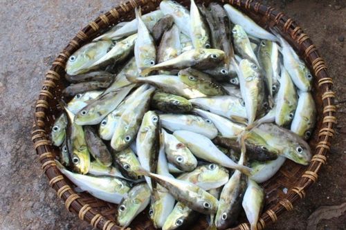 Loại cá có độc tố chết người được Sở Y tế Lâm Đồng khuyến cáo tuyệt đối không ăn