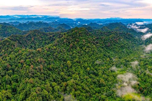 Liên kết vùng đệm tạo 'lá chắn' giữ rừng Cúc Phương mãi xanh