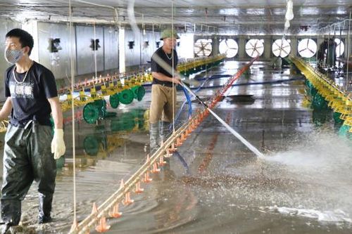 Bắc Ninh: Khẩn trương khôi phục chăn nuôi gia cầm sau bão, lũ