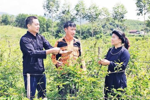 Mở hướng phát triển kinh tế từ cây ba kích tím