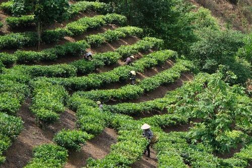Mở lối đưa nông sản vùng cao ra thị trường