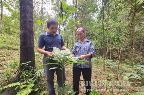 Tạo sinh kế từ trồng cây khôi nhung