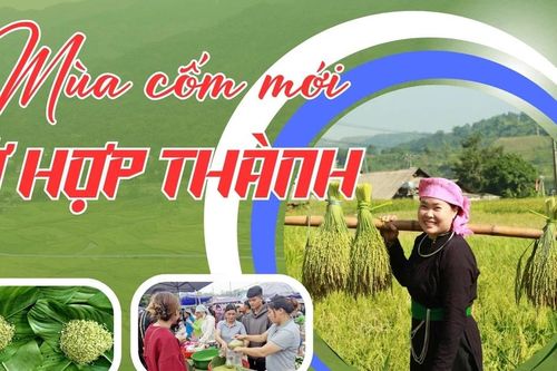 Mùa cốm mới ở Hợp Thành