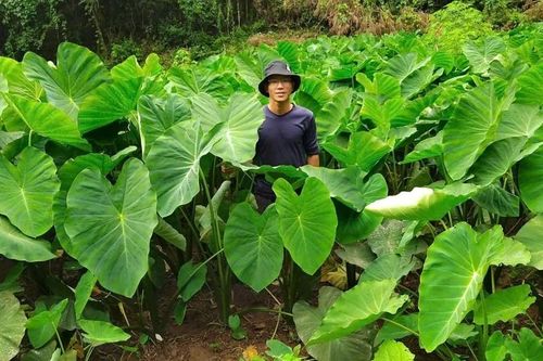 Cây 'xóa nghèo' của người Mông vùng cao