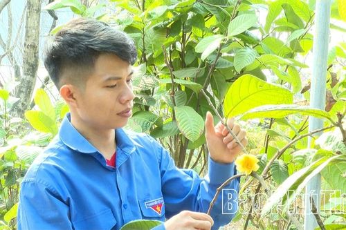 Hành trình cứu cánh 'nữ hoàng trà' của chàng kỹ sư trẻ