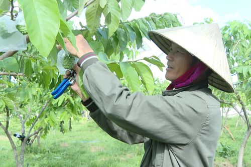 Hướng đến nền nông nghiệp xanh, sạch, bền vững