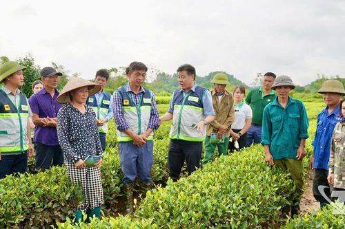 Khôi phục diện tích chè bị ngập úng