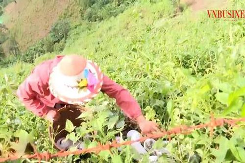 Bức tranh sáng trong hành trình xóa đói giảm nghèo bền vững ở Điện Biên
