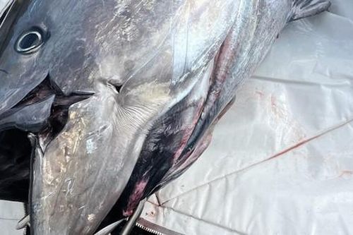 Cần thủ câu được con cá khổng lồ nặng 453kg trên biển