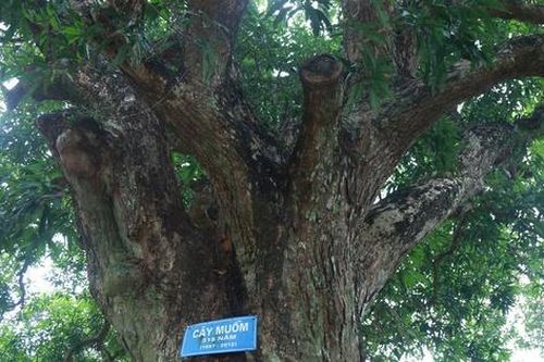 Chiêm ngắm 'báu vật xanh' hàng trăm tuổi 'ngự' tại chùa Tháp ở Ninh Bình