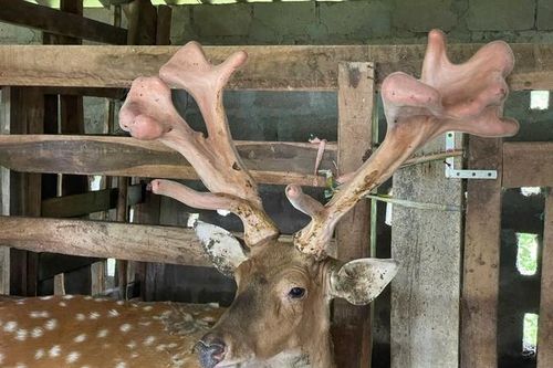 Những chính sách của Hà Tĩnh giúp người dân giảm nghèo bền vững nhờ nuôi hươu
