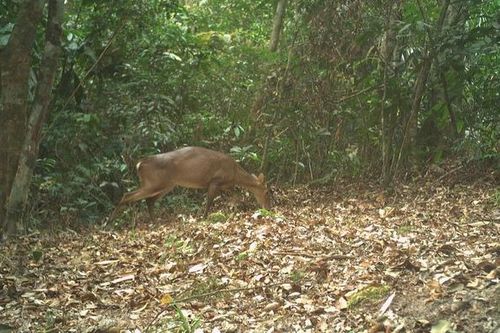 Loài thú móng guốc cực kỳ quý hiếm ở rừng Phong Nha – Kẻ Bàng