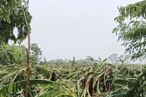Bảo hiểm nông nghiệp: Vì sao nông dân không mặn mà? - Bài 1: Trở về hộ nghèo chỉ sau một cơn bão