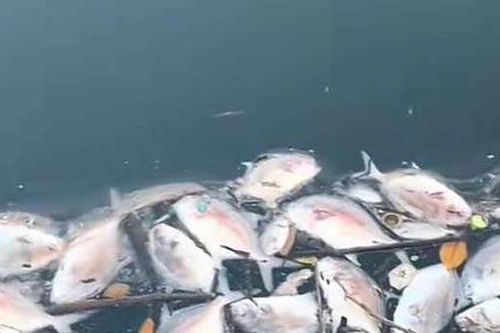 Quảng Ninh: Cảnh báo tình trạng cá lồng bè chết hàng loạt ở Đặc khu Vân Đồn