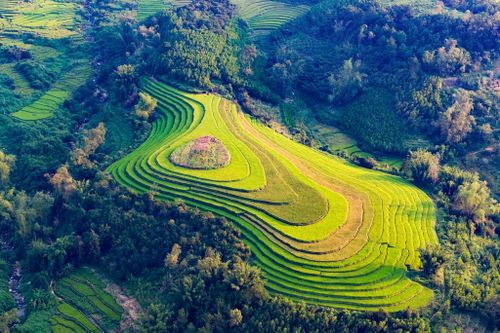 Ruộng bậc thang Quảng Ninh đẹp ngất ngây làm xiêu lòng du khách