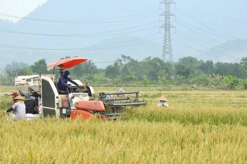 Các tổ chức, doanh nghiệp Việt - Nhật ký kết hợp tác phát triển chuỗi giá trị lúa gạo xanh