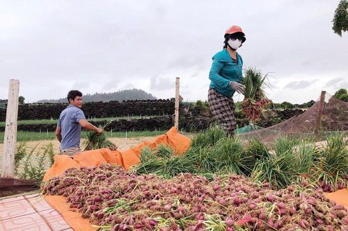 Nông dân đặc khu Lý Sơn tất bật thu hoạch hành chạy bão