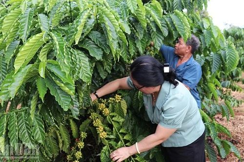 'Dân vận khéo' ở Đức Cơ