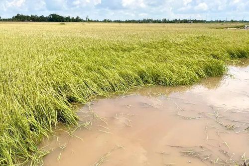 Khẩn trương ứng phó với nước lũ dâng nhanh ở vùng Đồng Tháp Mười