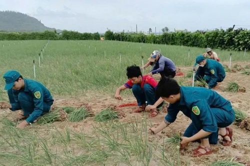 Quảng Ngãi: Người dân Lý Sơn tất bật thu hoạch hành tím trước bão số 12