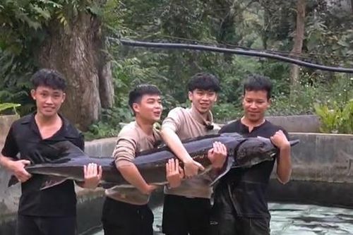 'Bật mí' về 'chú' cá tầm 50 kg sẽ được chào bán tại Tuần lễ Nông sản Việt