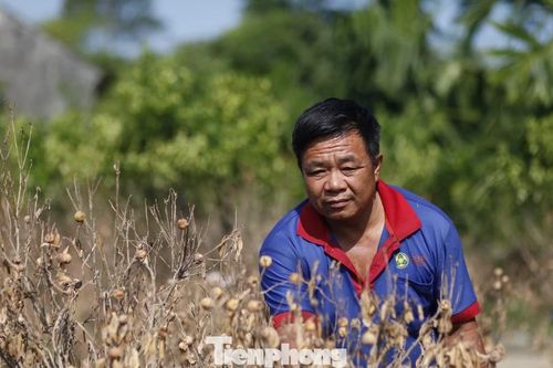 Xót xa vườn quất 'trăm triệu' ở Bắc Ninh chết khô sau lũ