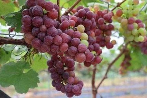 Ứng dụng công nghệ cao trong mô hình trồng nho hạ đen tại Cao Phong