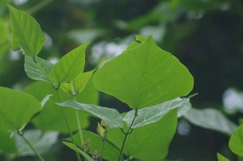 Ăn một loại lá chữa mất ngủ, người đàn ông nhập viện cấp cứu