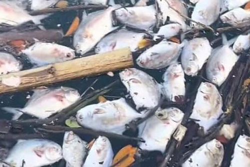 Quảng Ninh cảnh báo hiện tượng cá chết không rõ nguyên nhân