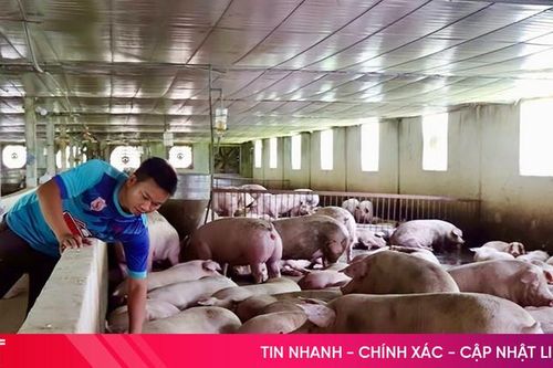 Xã miền núi Hà Tĩnh có 30 mô hình kinh tế thu nhập trên 350 triệu đồng