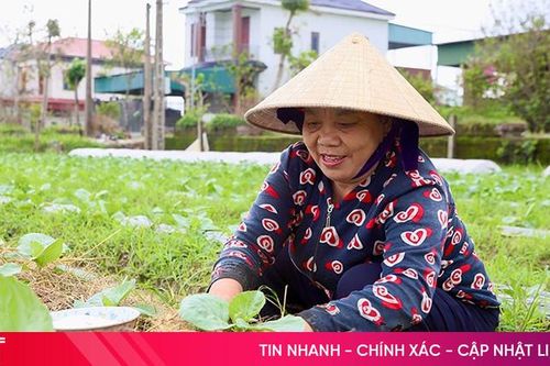 Chủ động các giải pháp bảo vệ rau màu trước dự báo mưa lớn
