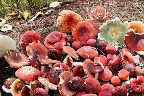 Loại nấm có tên rất lạ, chỉ xuất hiện ban đêm là đặc sản với hương vị đặc biệt