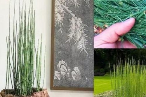 Biến cỏ dại thành 'vàng', khách đua nhau 'đốt tiền' để mua