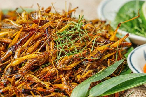 Đặc sản biết bay đắt ngang tôm hùm, khách có tiền cũng khó mua