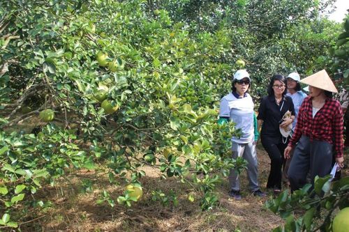 Phủ Quỳ: Nơi gìn giữ nguồn gen cây trồng và tri thức nông nghiệp sinh thái