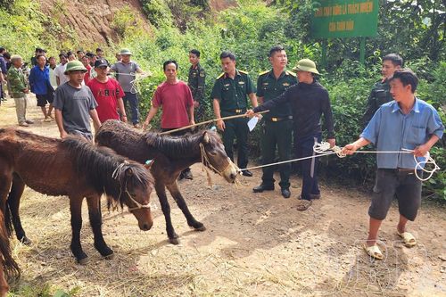 Đoàn Kinh tế - Quốc phòng 379 hỗ trợ vật nuôi cho người dân xã Nậm Kè