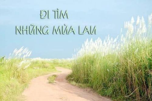 Đi tìm những mùa lau