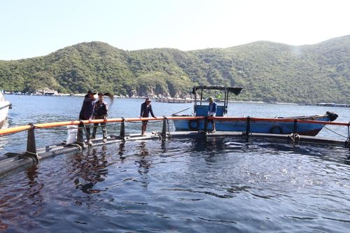 Lồng HDPE - 'Chìa khóa' nuôi biển thích ứng biến đổi khí hậu