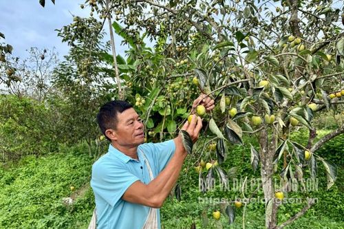 Hồng Bảo Lâm được mùa, giữ giá