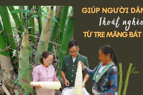 Giúp người dân thoát nghèo từ tre măng Bát độ