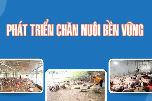 Phát triển chăn nuôi bền vững