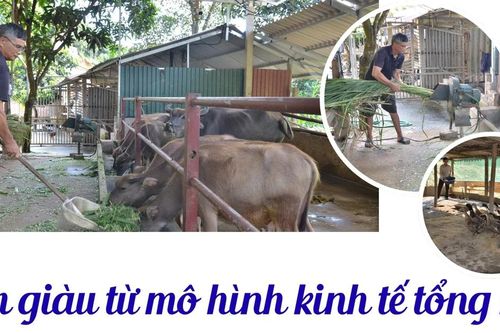 Làm giàu từ mô hình kinh tế tổng hợp
